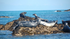 The charities warn that protection for marine life could be weakened under the amendments